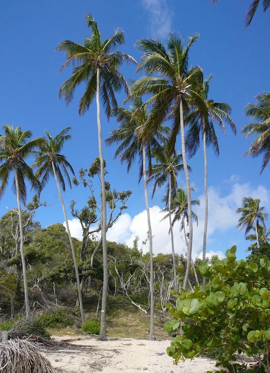 Martinique - Caribbean Beauty and French Charms: A 10 Day Itinerary to Camping, Surfing, Climbing, Hiking, and Zip-Lining